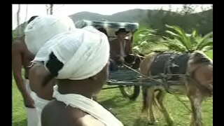 Черные из сенцалы